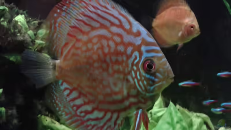 Aquarium Südamerika 2 von Eginger (14)