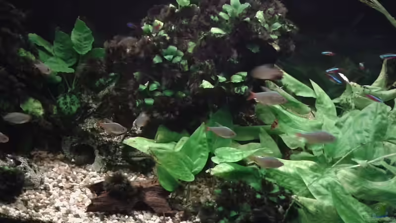 Aquarium Südamerika 2 von Eginger (2)