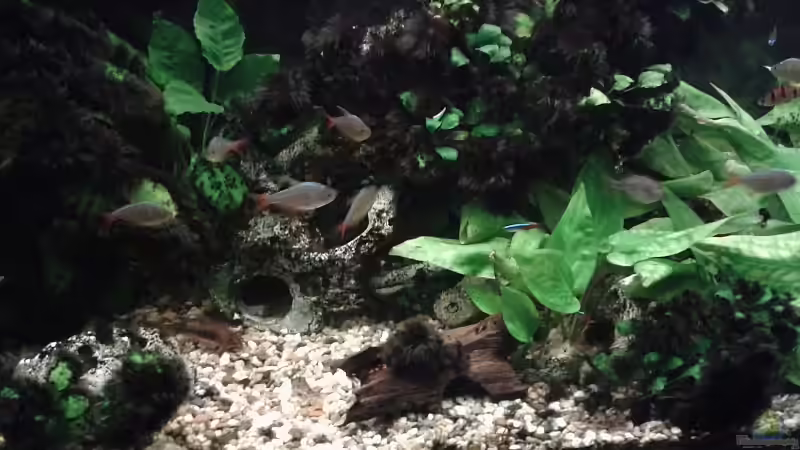 Aquarium Südamerika 2 von Eginger (5)