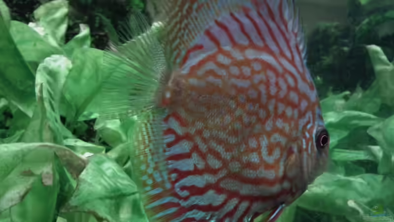 Aquarium Südamerika 2 von Eginger (6)