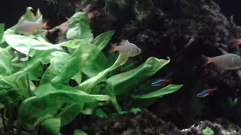 Aquarium Südamerika 2 von Eginger (7)