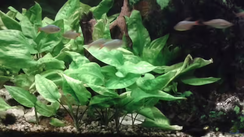 Aquarium Südamerika 2 von Eginger (8)