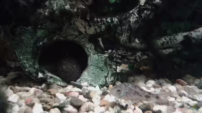 Aquarium Südamerika 2 von Eginger (9)