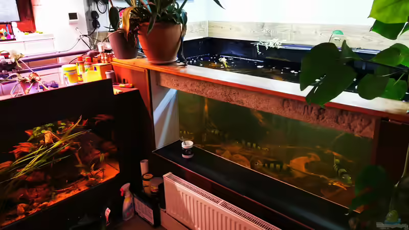 Aquarium Südamerika 4.0 von Thomas Michel (2)