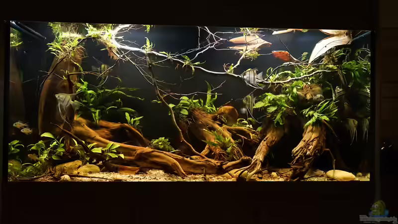 Aquarium Südamerika 472 l, 150x45x70 cm