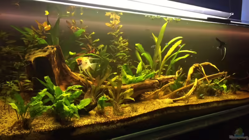 Aquarium Südamerika 500L von Ragner (16)