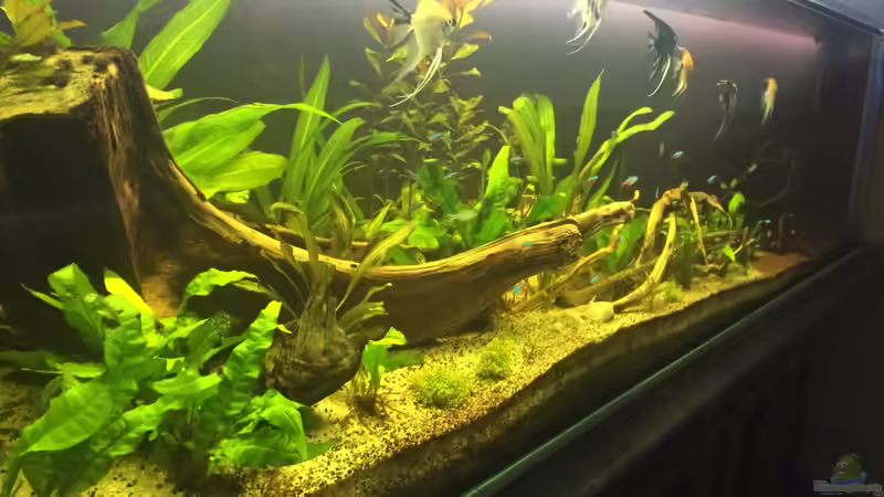 Aquarium Südamerika 500L von Ragner (17)
