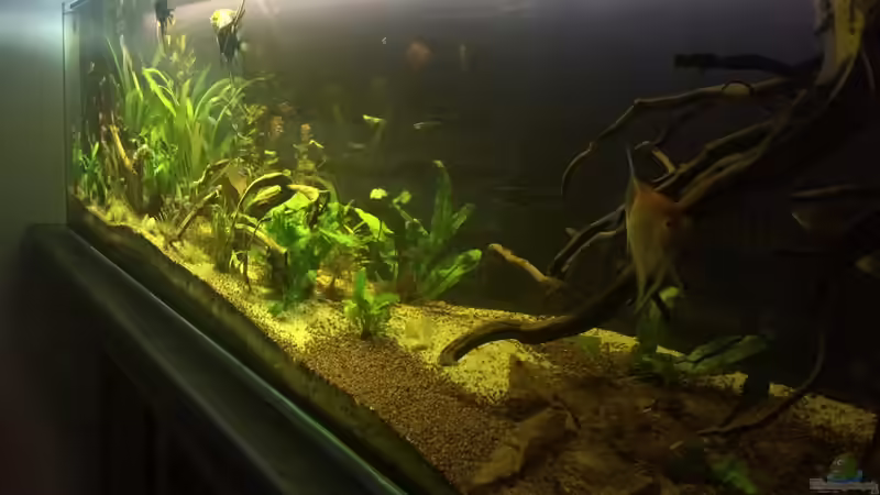 Aquarium Südamerika 500L von Ragner (18)