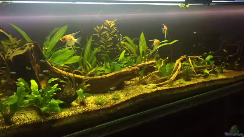 Aquarium Südamerika 500L von Ragner (19)