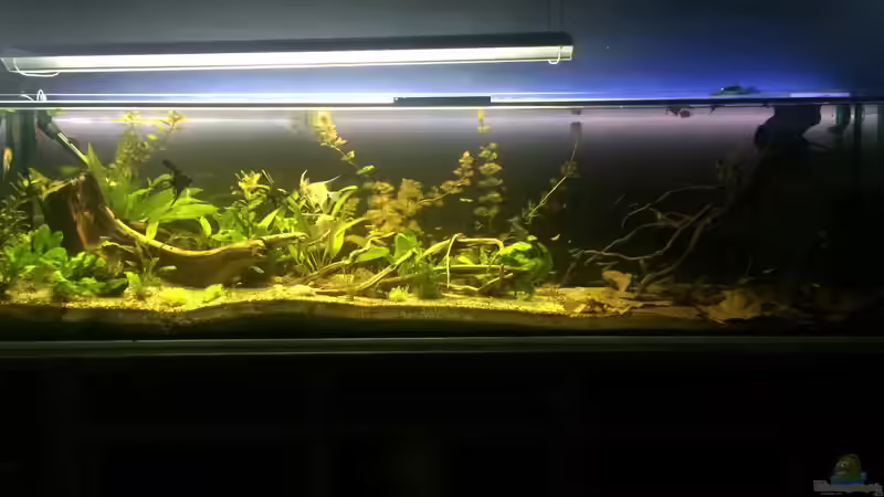 Aquarium Südamerika 500L von Ragner (24)