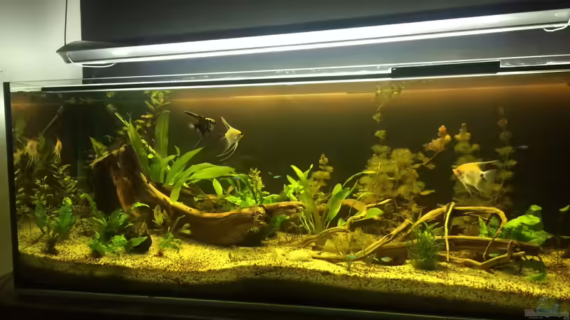 Aquarium Südamerika 500L von Ragner (26)