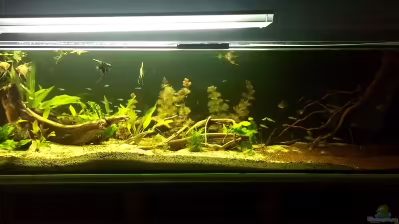 Aquarium Südamerika 500L von Ragner (29)