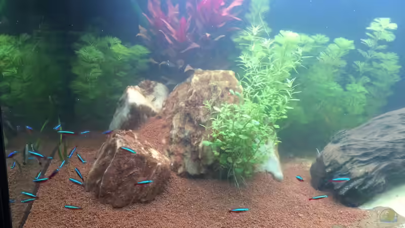 Aquarium Südamerika Aquarium von Lynx_98 (2)