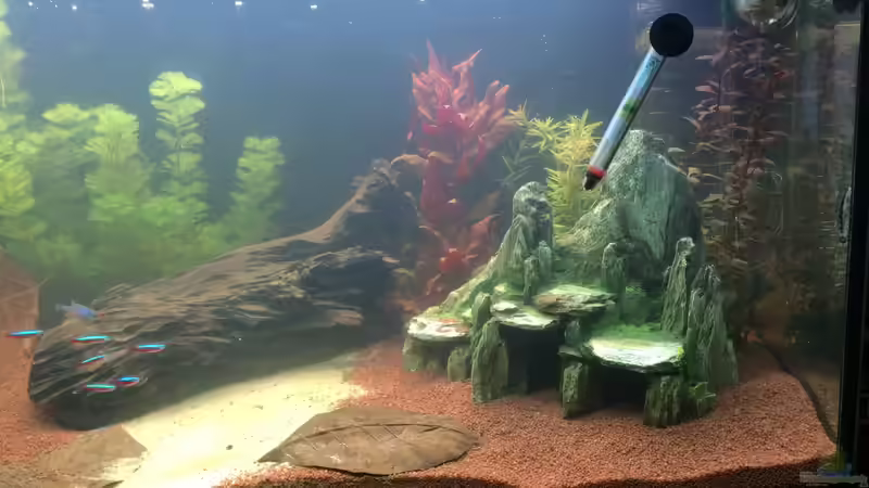 Aquarium Südamerika Aquarium von Lynx_98 (3)