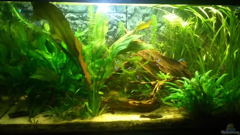 Aquarium Südamerika Becken von Dirri S (4)