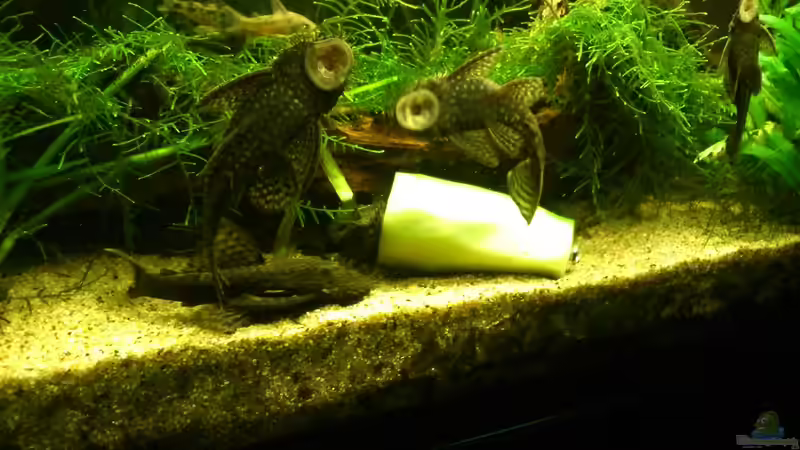 Aquarium Südamerika Becken von Dirri S (5)