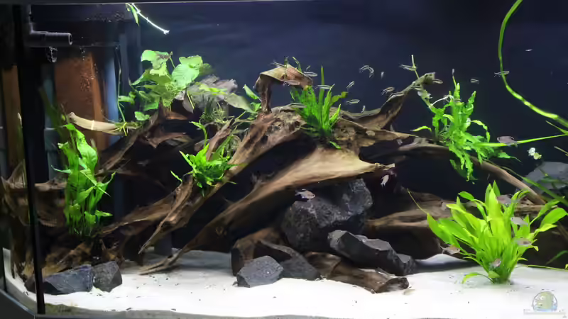 Aquarium Südamerika-Becken (Zu Verkaufen) von Tim E. (5)