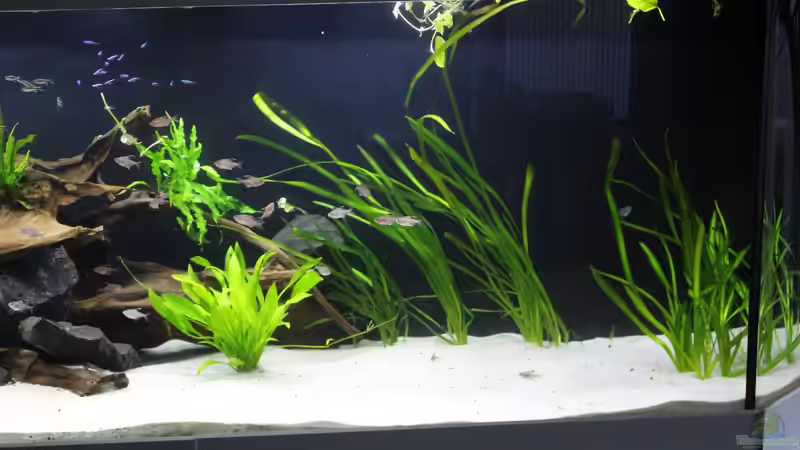 Aquarium Südamerika-Becken (Zu Verkaufen) von Tim E. (6)