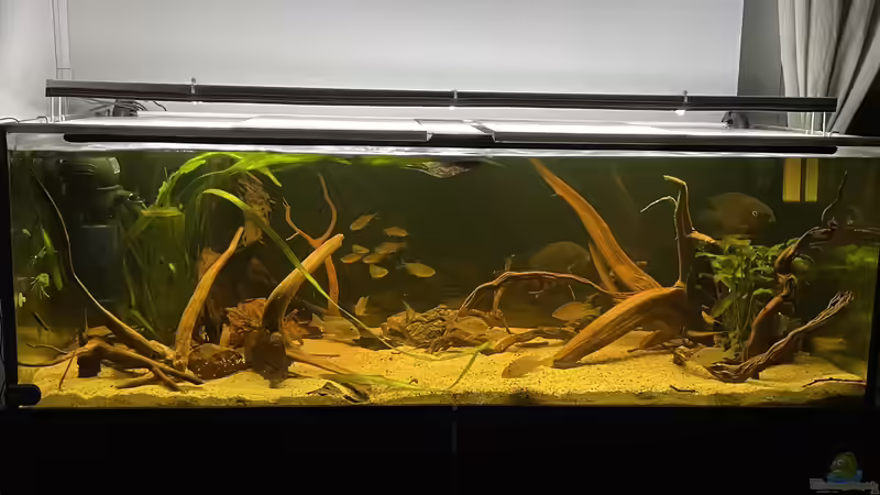 Aquarium Südamerika Biotop von Amazonas Life (2)