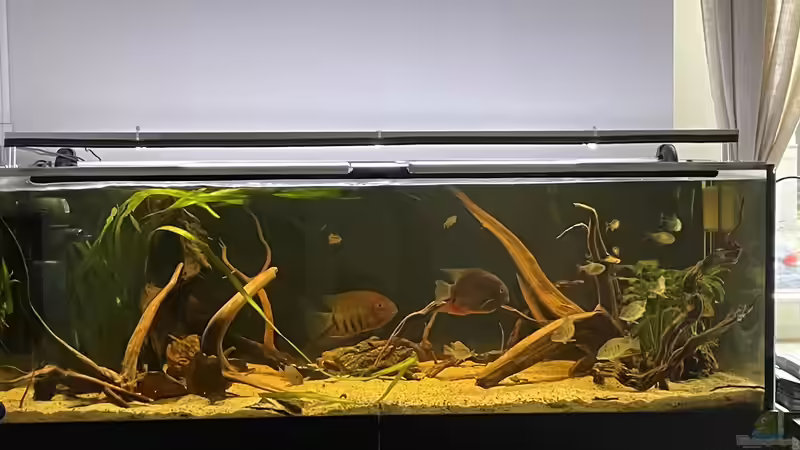 Aquarium Südamerika Biotop von Amazonas Life (3)