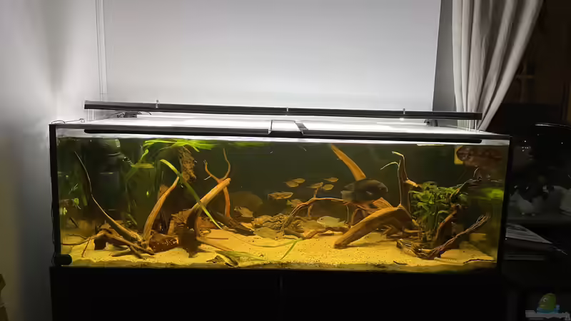 Aquarium Südamerika Biotop von Amazonas Life (4)
