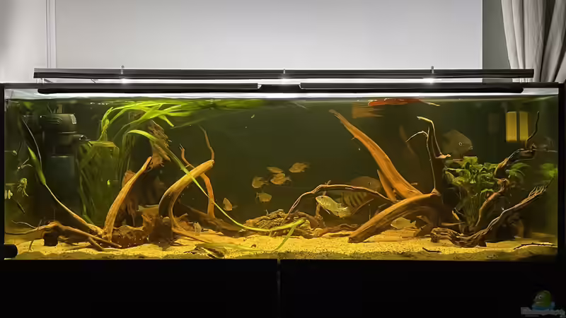 Aquarium Südamerika Biotop von Amazonas Life (5)