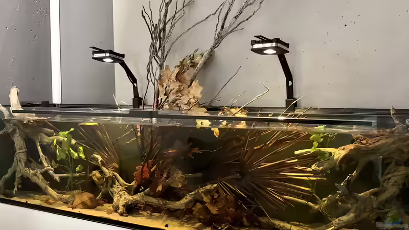 Aquarium Südamerika Biotop von K.S. (2)