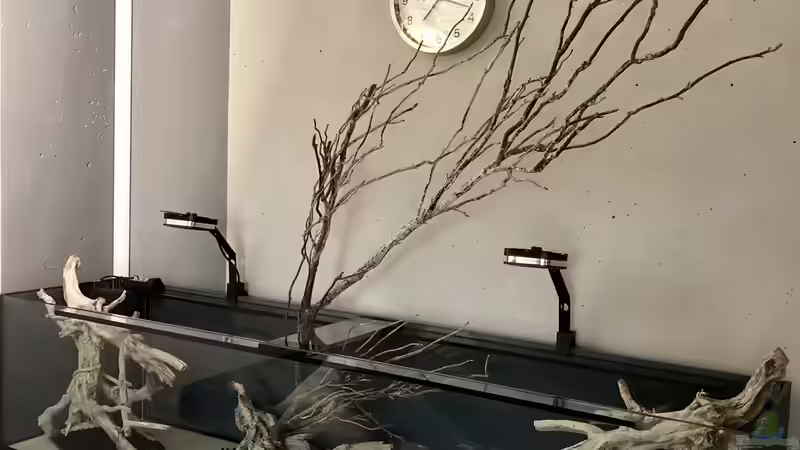 Aquarium Südamerika Biotop von K.S. (6)