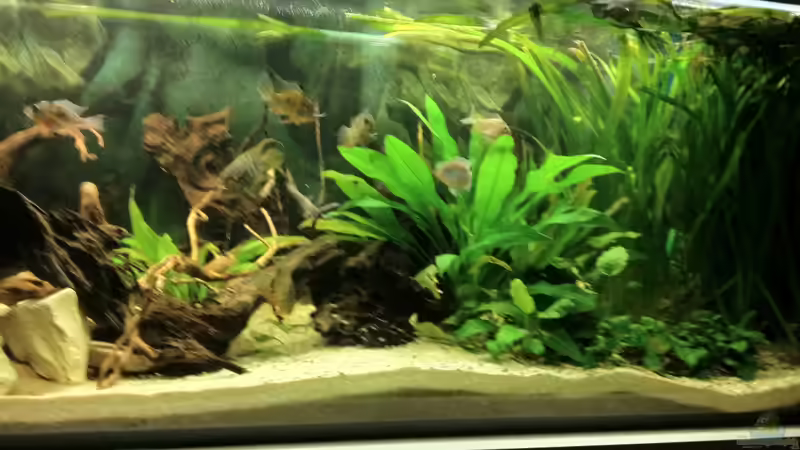 Aquarium Südamerika Buntbarsche von Grüffelo (4)