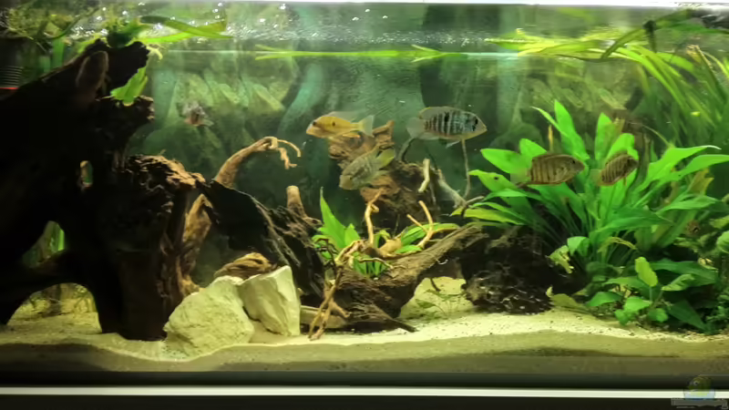 Aquarium Südamerika Buntbarsche von Grüffelo (5)