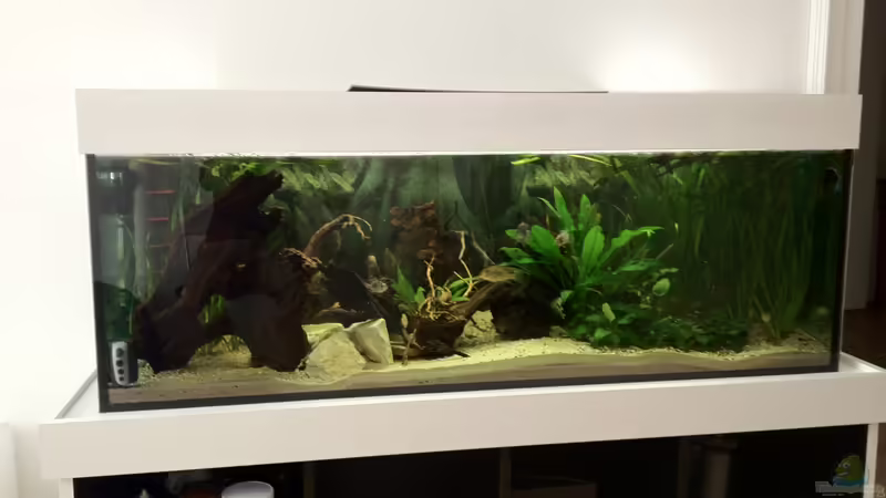 Aquarium Südamerika Buntbarsche von Grüffelo (6)