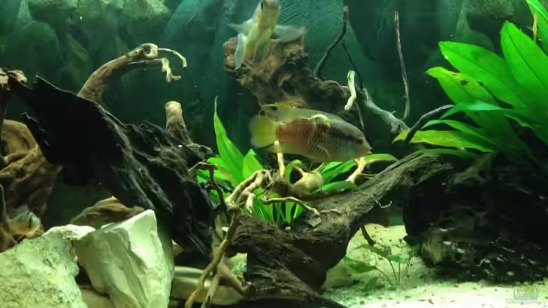 Aquarium Südamerika Buntbarsche von Grüffelo (7)
