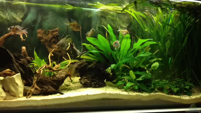 Aquarium Südamerika Buntbarsche von Grüffelo (8)