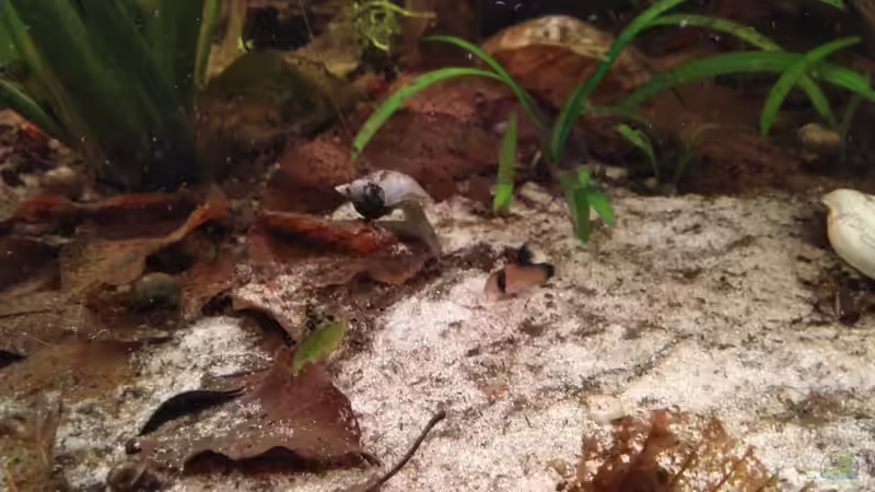 Aquarium Südamerika-Connection von SaMü (14)