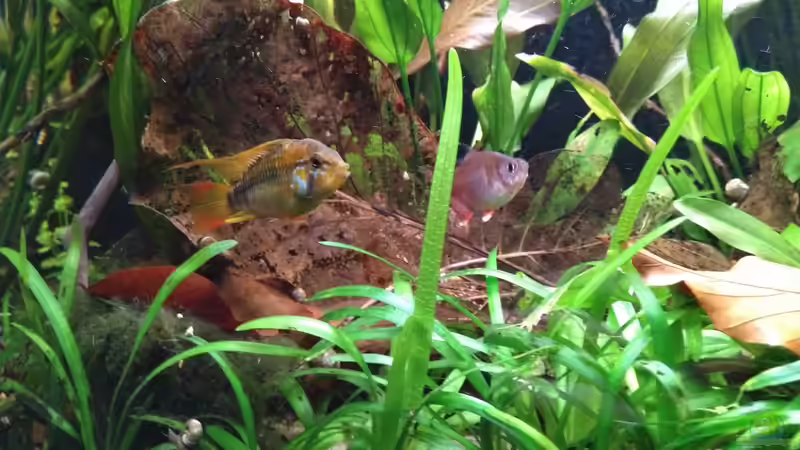 Aquarium Südamerika-Connection von SaMü (3)