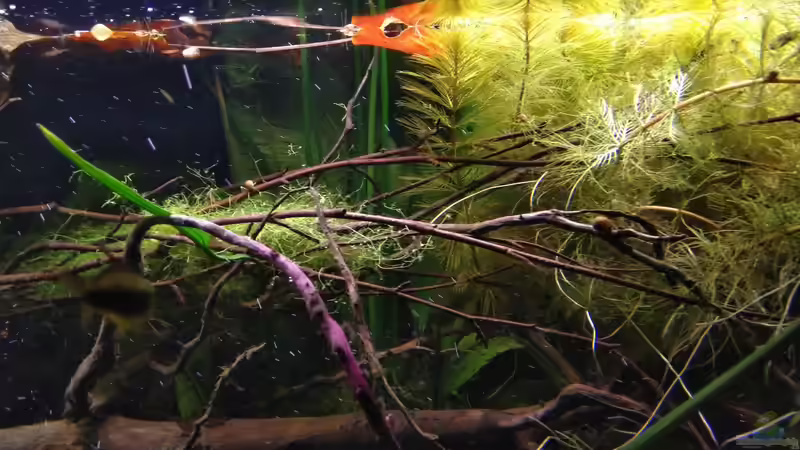 Aquarium Südamerika-Connection von SaMü (8)