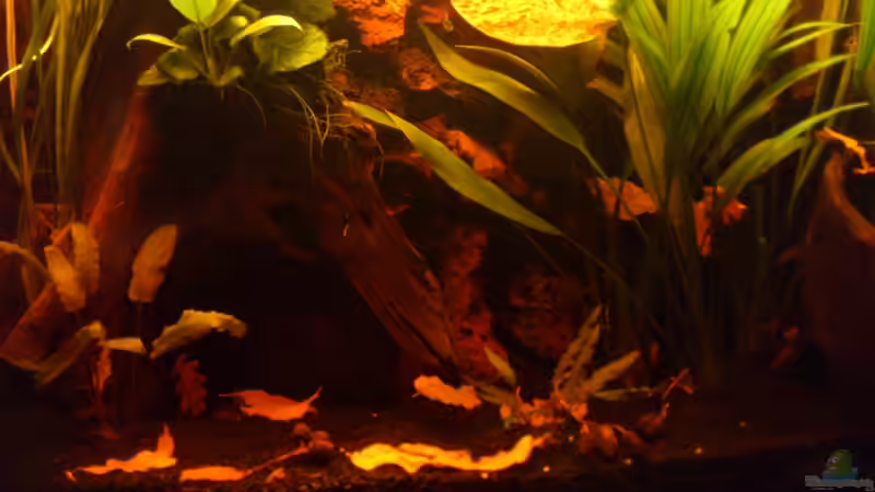 Aquarium Südamerika die erste ) NUR NOCH ALS BEISPIEL. von Kai Heermann (5)