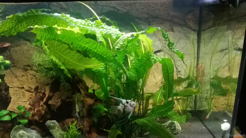 Aquarium Südamerika Flusslauf von Elchristo (3)