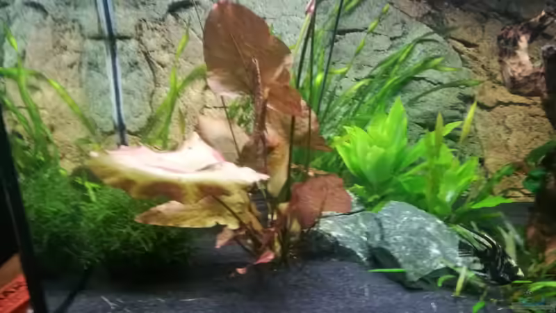 Aquarium Südamerika Flusslauf von Elchristo (5)