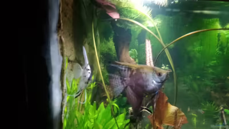 Aquarium Südamerika Flusslauf von Elchristo (6)