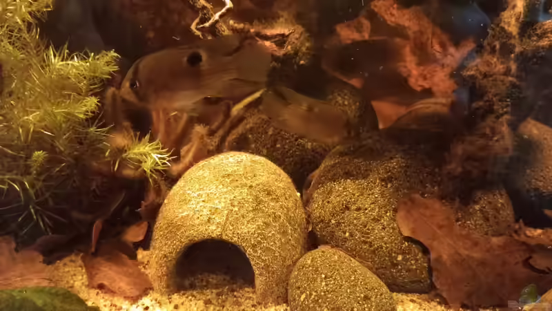 Aquarium Südamerika-Flusslauf von Max Latinski (10)