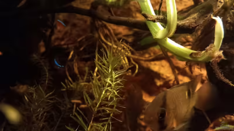 Aquarium Südamerika-Flusslauf von Max Latinski (11)