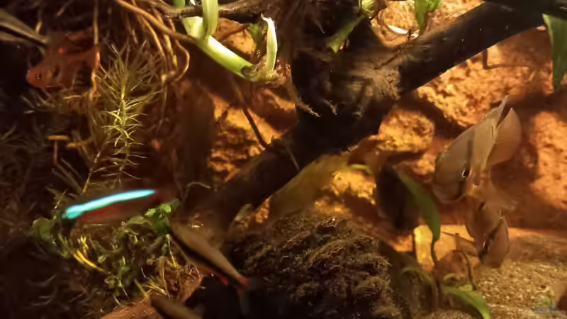 Aquarium Südamerika-Flusslauf von Max Latinski (12)