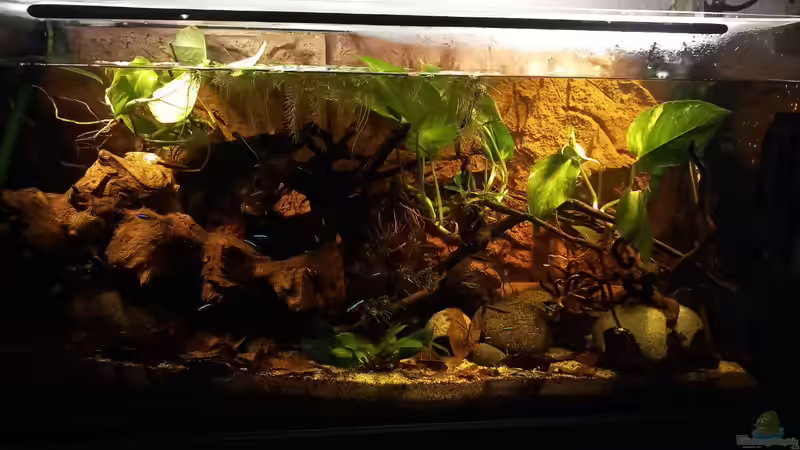 Aquarium Südamerika-Flusslauf von Max Latinski (13)