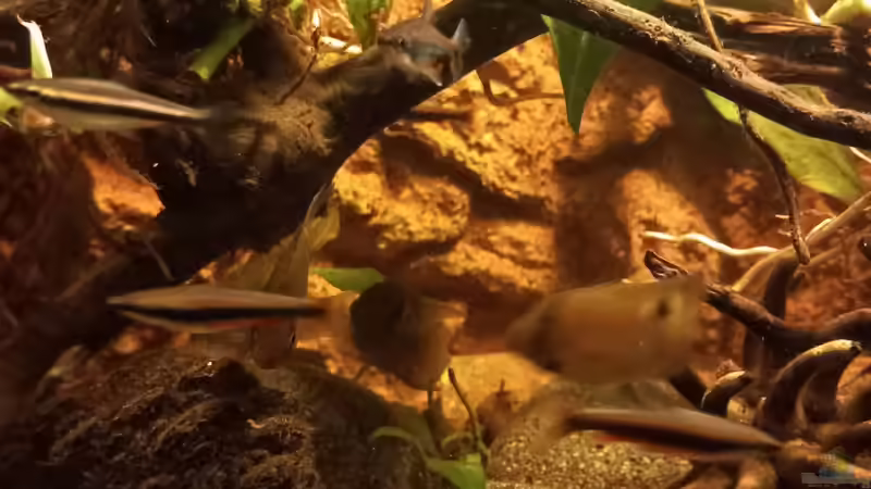 Aquarium Südamerika-Flusslauf von Max Latinski (14)