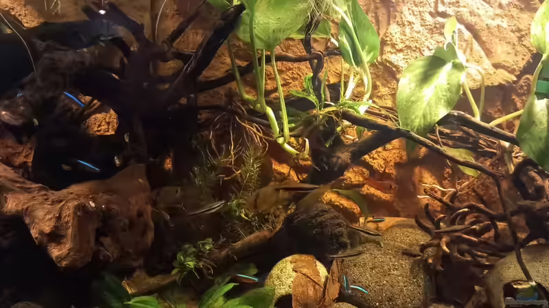 Aquarium Südamerika-Flusslauf von Max Latinski (15)