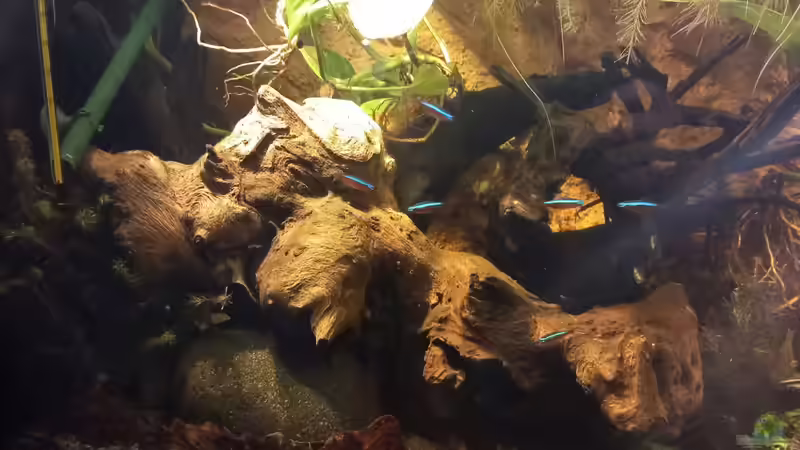 Aquarium Südamerika-Flusslauf von Max Latinski (18)