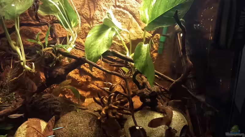 Aquarium Südamerika-Flusslauf von Max Latinski (19)