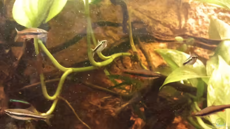 Aquarium Südamerika-Flusslauf von Max Latinski (2)