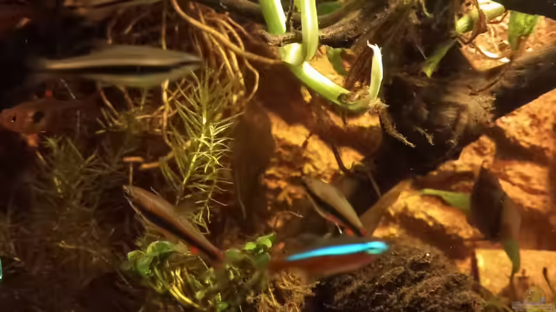 Aquarium Südamerika-Flusslauf von Max Latinski (20)